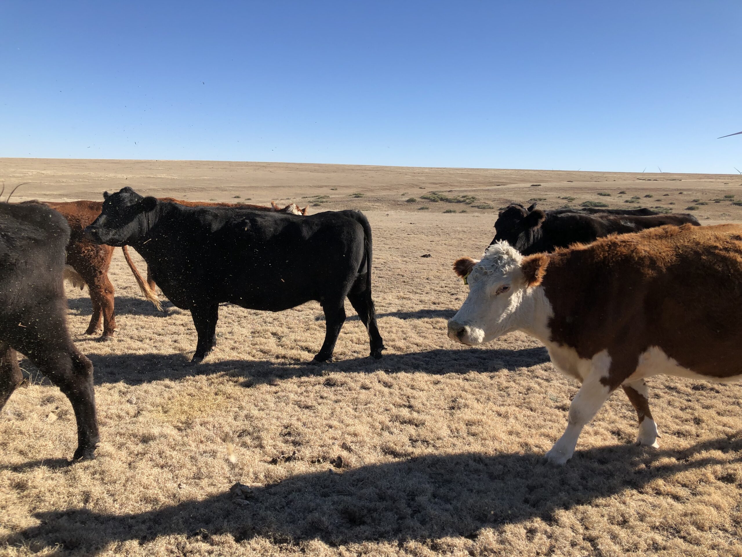 Herd of cattle grazing on dry grassland under a clear blue sky, showcasing black and brown cows in a rural setting.