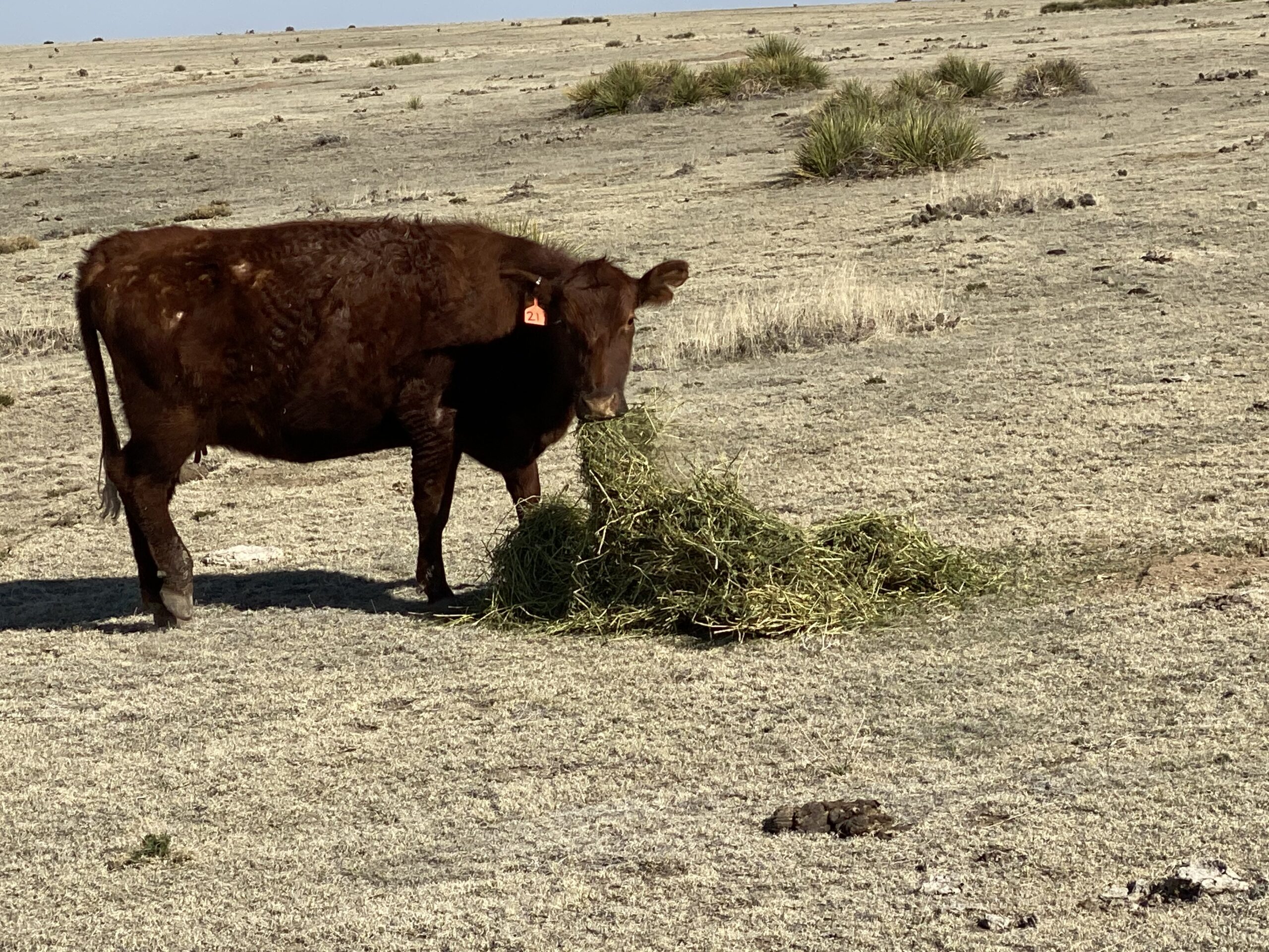 Brown cow grazing on hay in a dry, open field with sparse vegetation under a clear sky.