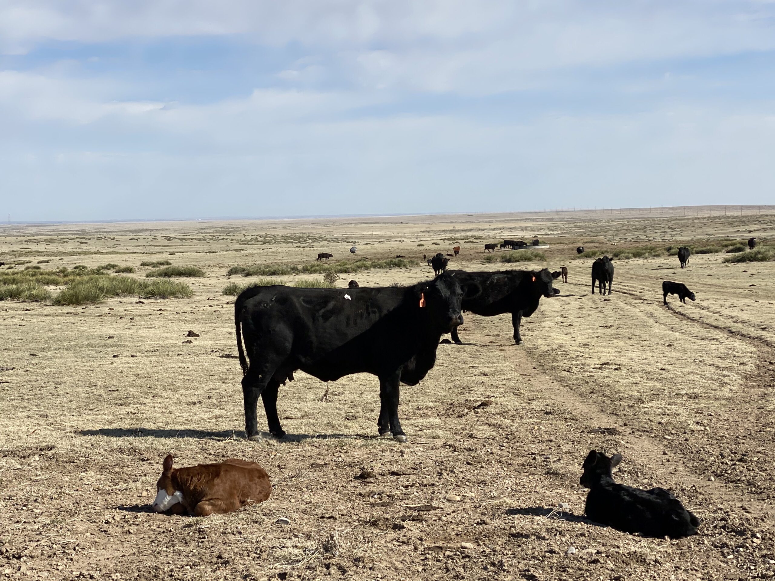 Herd of black cattle grazing in a vast open field with a mix of adult cows and calves resting on dry soil under a blue sky.