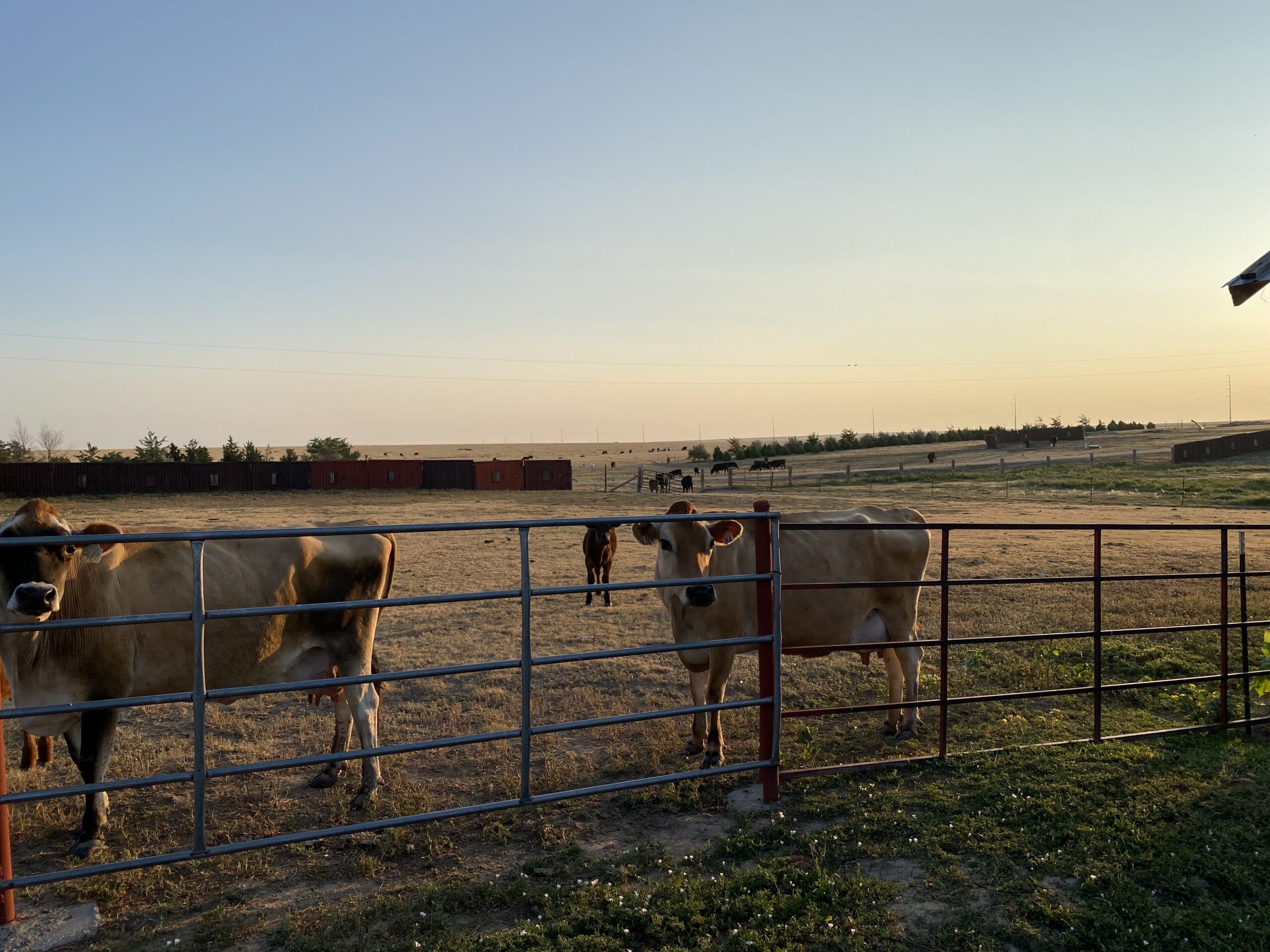 Cows grazing in a pasture at sunset, with a metal fence in the foreground and a serene rural landscape in the background.